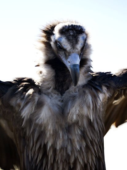 live vulture