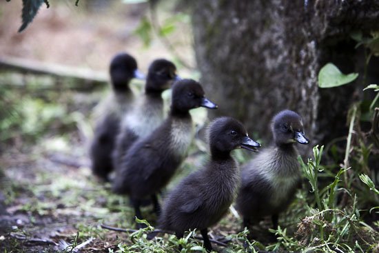 5 ducklings quacking...