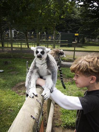 lemur perch