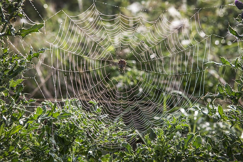 misty web