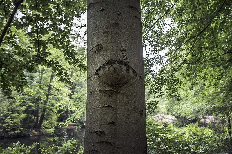 the trees have eyes