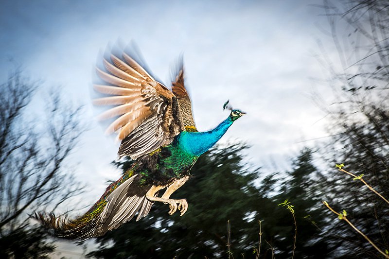 peacock in flight