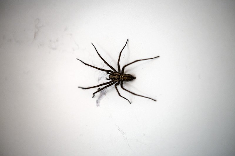 spider insider bath