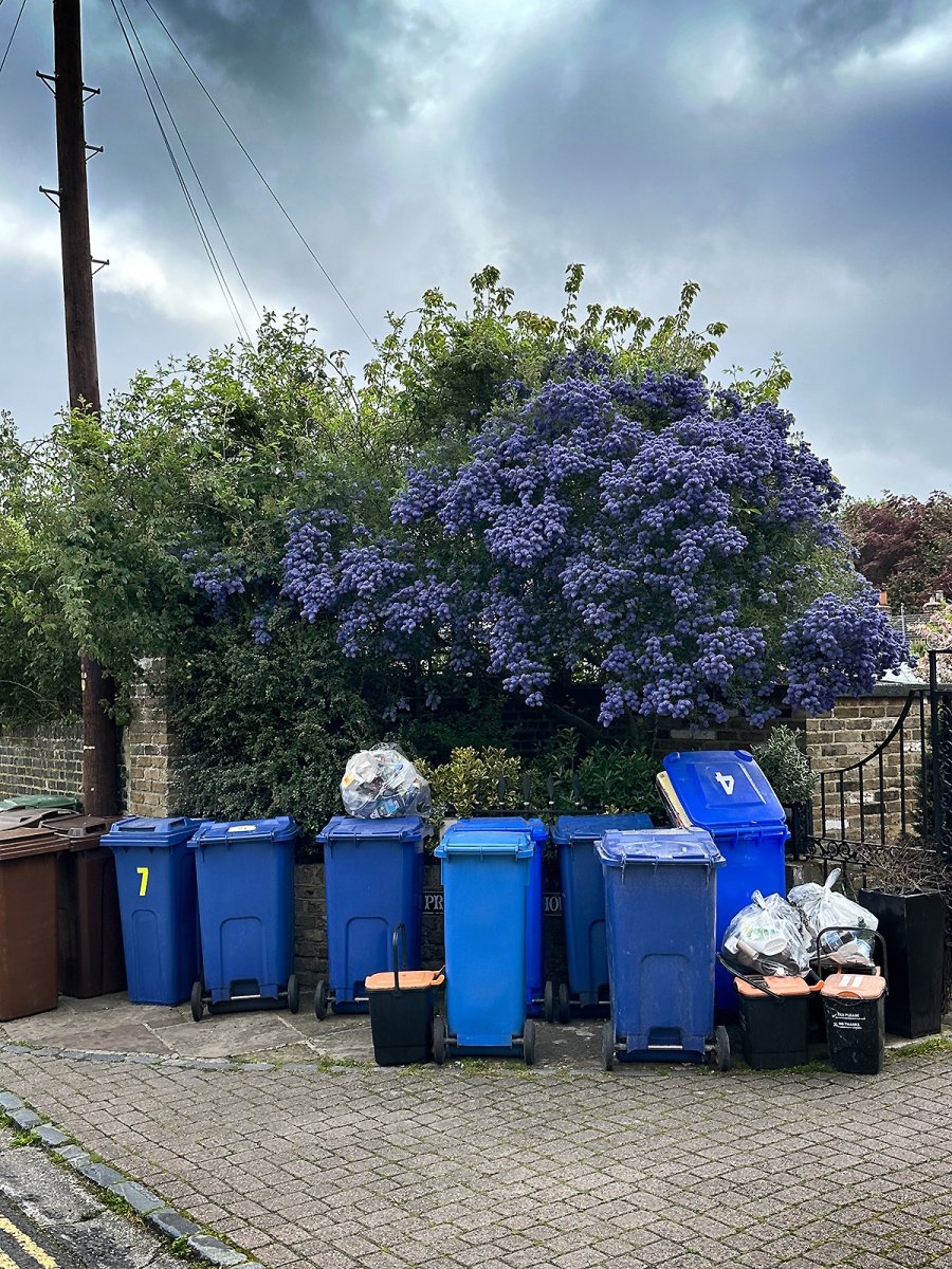blue bin day